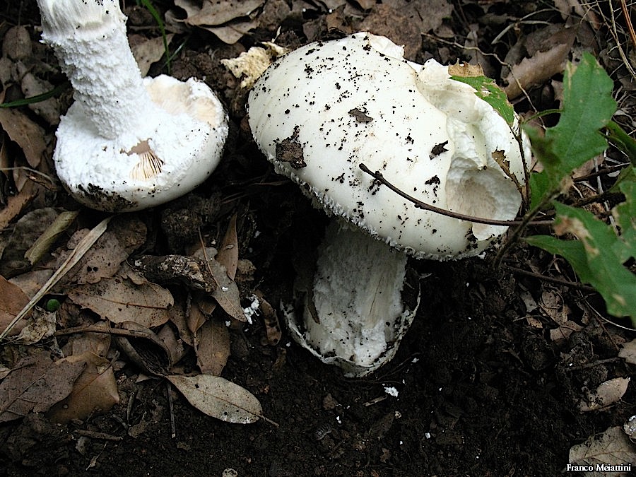 Amanita ovoidea story